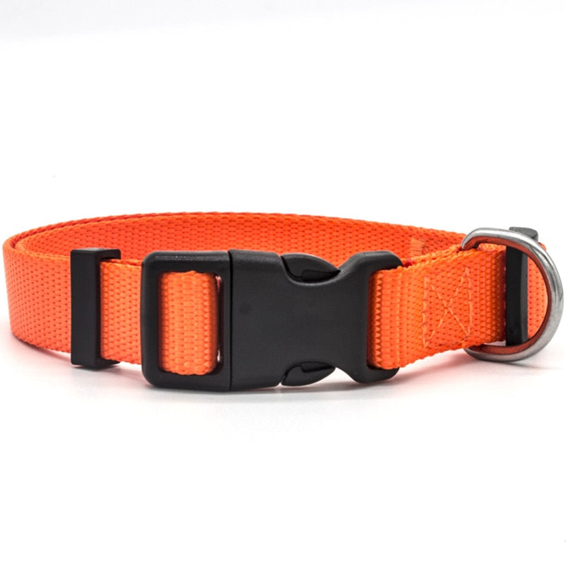 Canine Collars