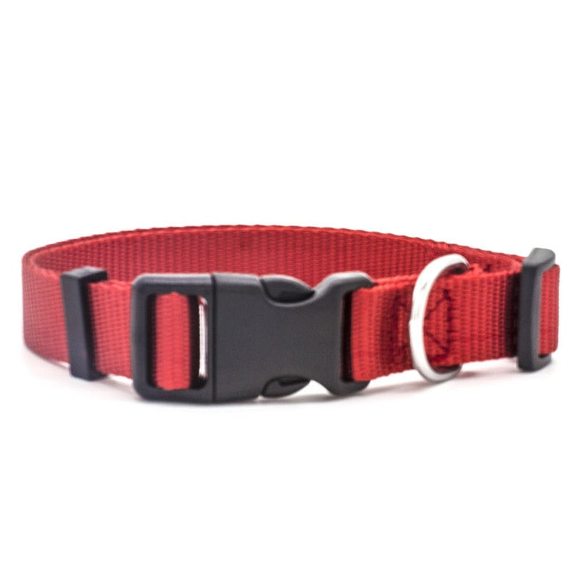 Canine Collars