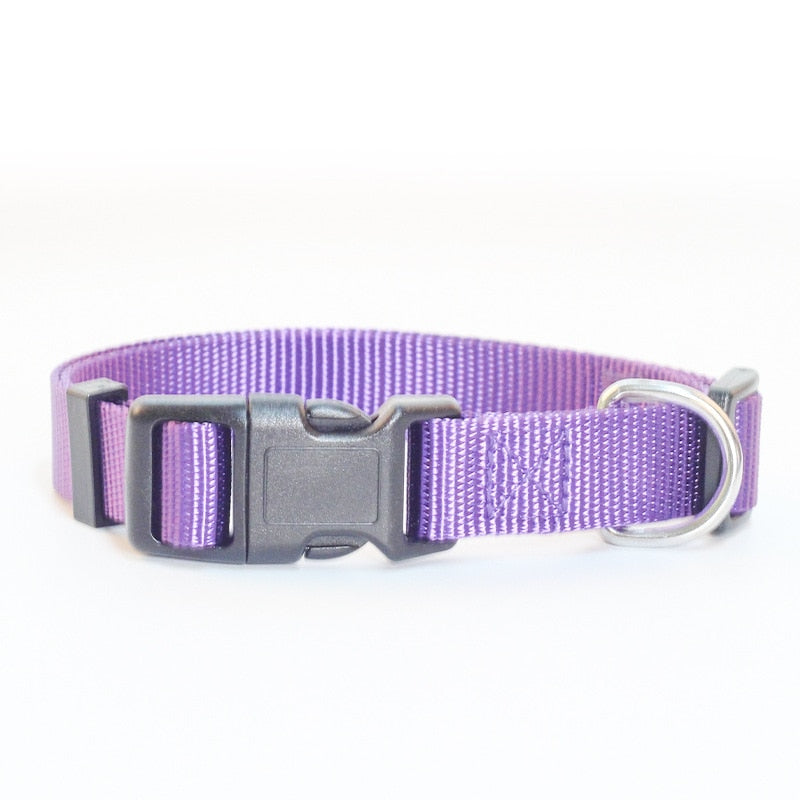 Canine Collars