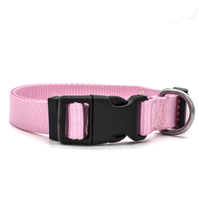 Canine Collars