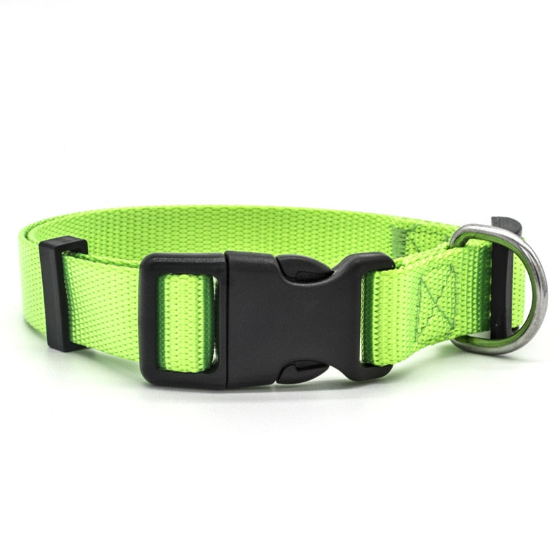 Canine Collars