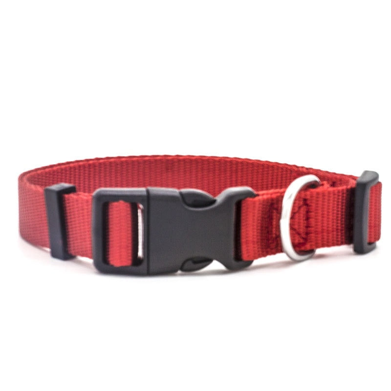 Canine Collars