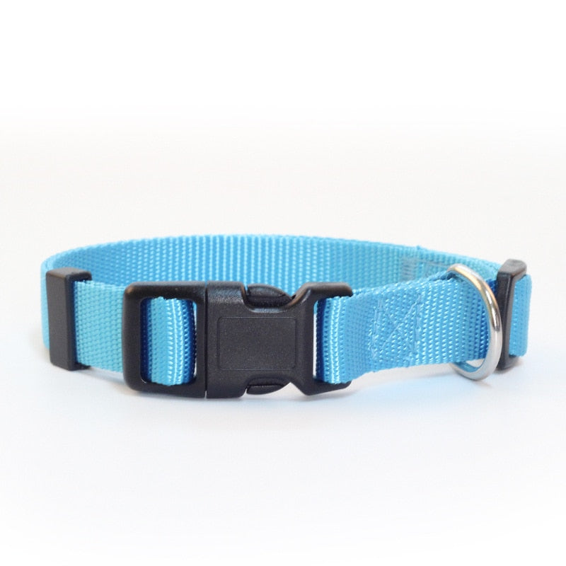 Canine Collars