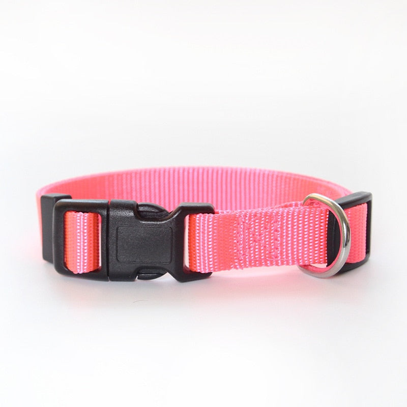 Canine Collars