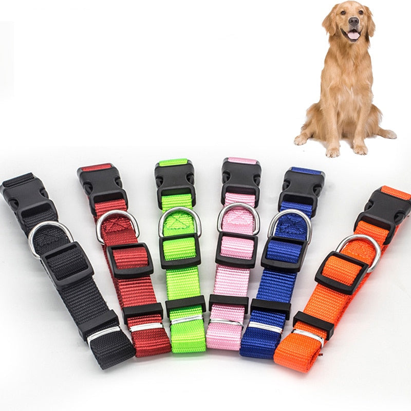 Canine Collars